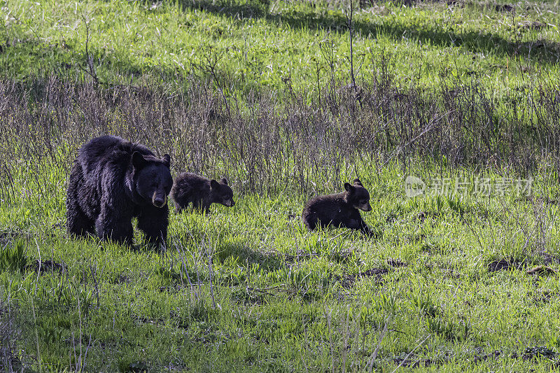 美国黑熊(Ursus americanus)，或简称为黑熊，是北美特有的中型熊。黄石国家公园，怀俄明州。母亲和幼崽。